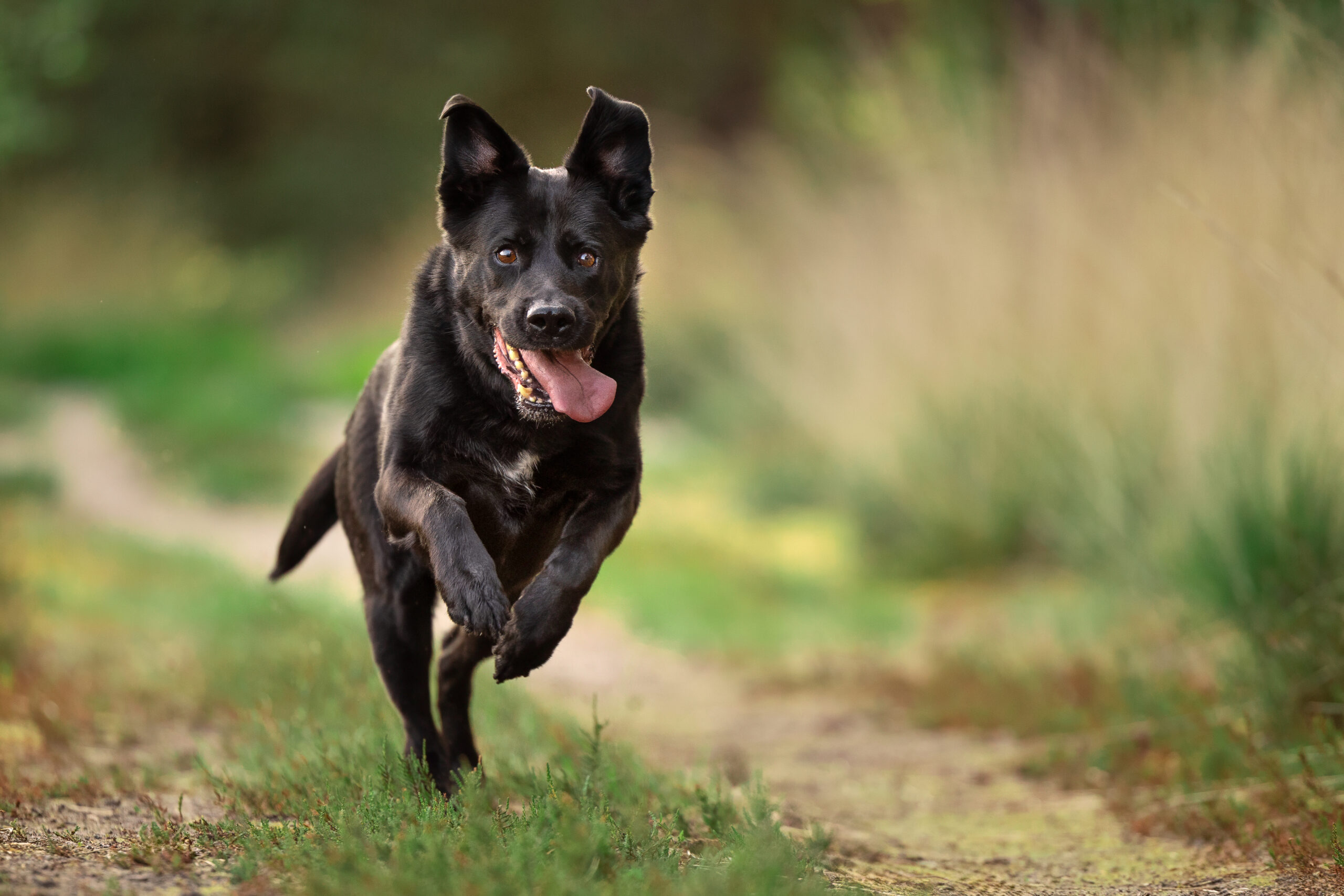 honden fotograaf venray, judith linders, motion fotografie, crossfit fotograaf, judith motion fotografie, pup, grassen, hond en familie shoot, labradoodle, boxer, actiefoto hond, labrador, crossfit dogs, herder, leonberder, pup fotografie, coursing, windhond, afghaan, afghaanse windhond, renbaan, puppy, leonberger, cane corso