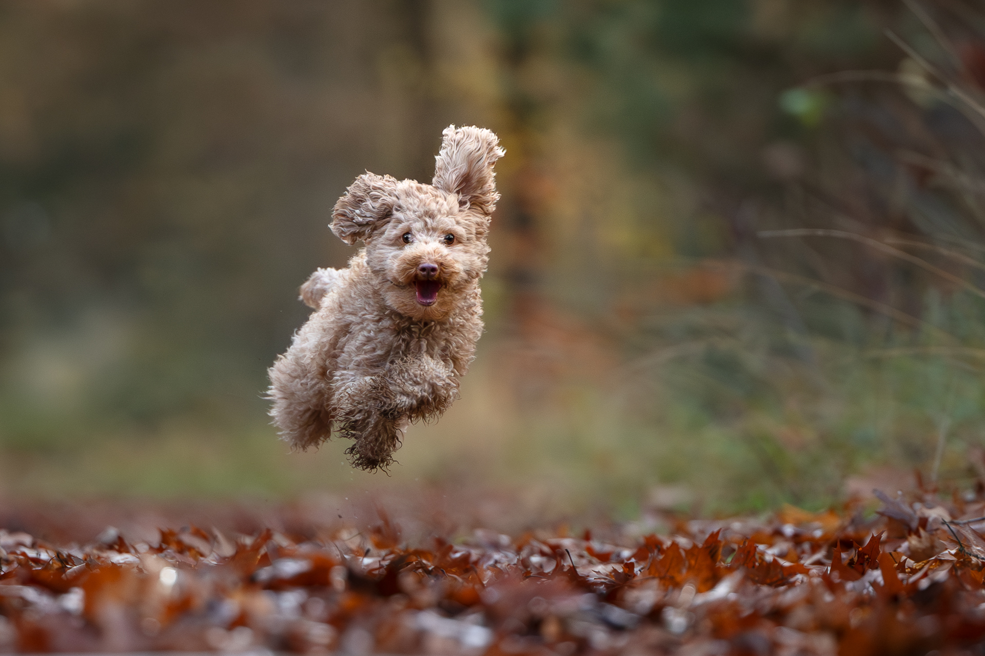 honden fotograaf venray, judith linders, motion fotografie, crossfit fotograaf, judith motion fotografie, pup, grassen, hond en familie shoot, labradoodle, boxer, actiefoto hond, labrador, crossfit dogs, herder, leonberder, pup fotografie, coursing, windhond, afghaan, afghaanse windhond, renbaan, puppy, afghaanse windhond, windhond, actiefotografie, hondenfotograaf