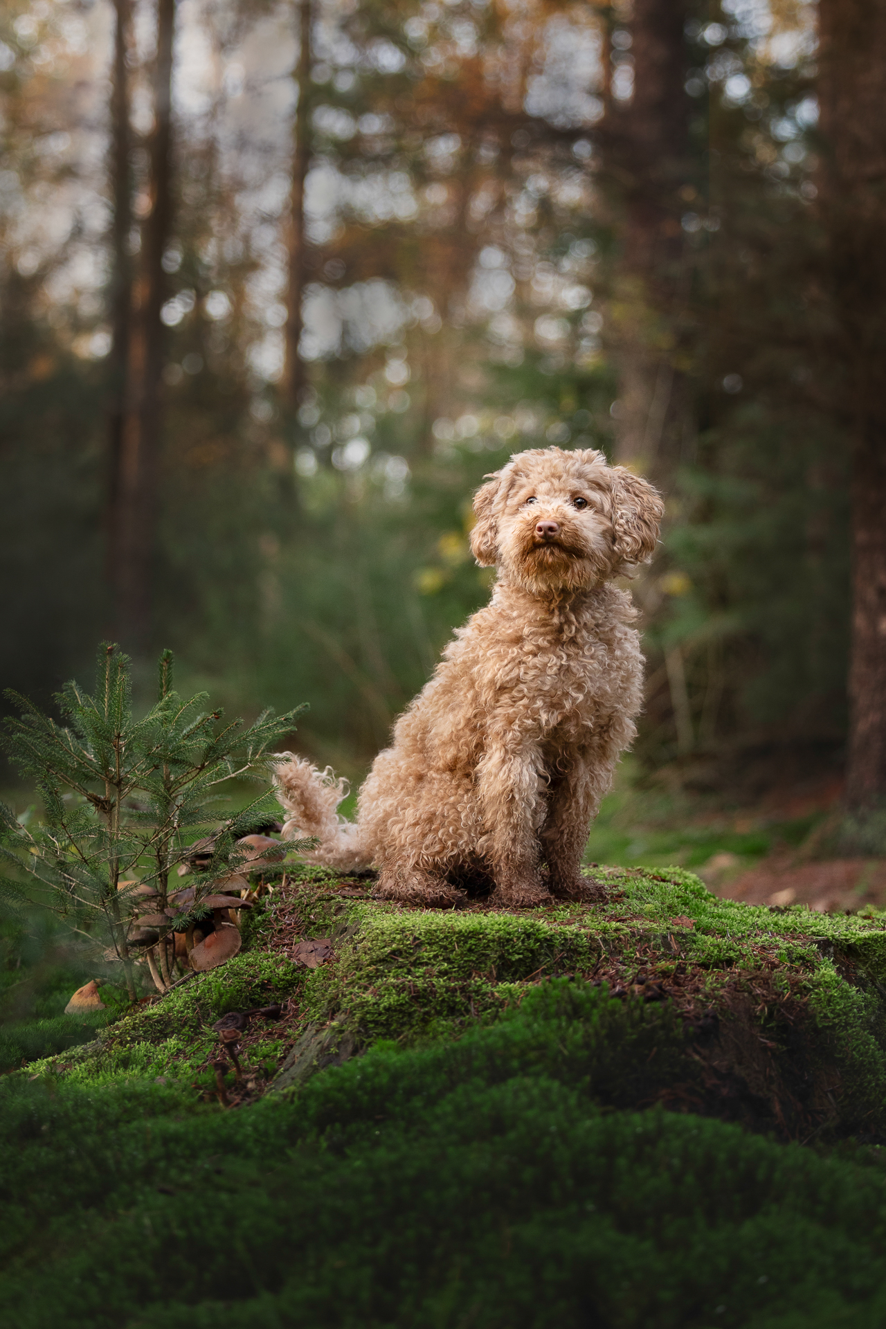 honden fotograaf venray, judith linders, motion fotografie, crossfit fotograaf, judith motion fotografie, pup, grassen, hond en familie shoot, labradoodle, boxer, actiefoto hond, labrador, crossfit dogs, herder, leonberder, pup fotografie, coursing, windhond, afghaan, afghaanse windhond, renbaan, puppy, leonberger, cane corso