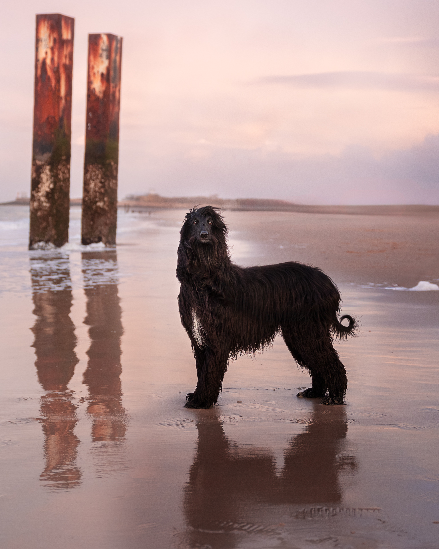 honden fotograaf venray, judith linders, motion fotografie, crossfit fotograaf, judith motion fotografie, pup, grassen, hond en familie shoot, labradoodle, boxer, actiefoto hond, labrador, crossfit dogs, herder, leonberder, pup fotografie, coursing, windhond, afghaan, afghaanse windhond, renbaan, puppy, afghaanse windhond, windhond, actiefotografie, hondenfotograaf