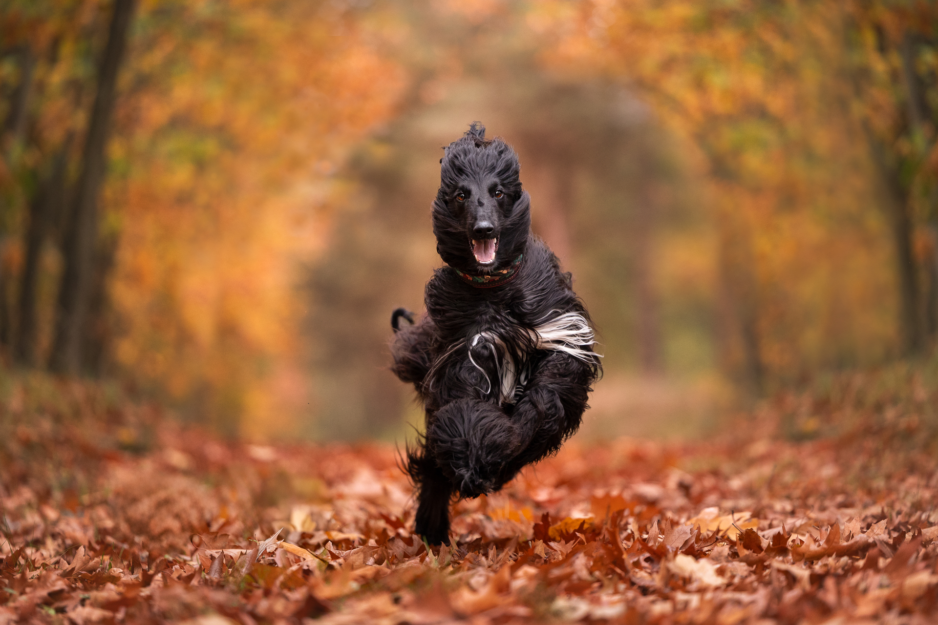 honden fotograaf venray, judith linders, motion fotografie, crossfit fotograaf, judith motion fotografie, pup, grassen, hond en familie shoot, labradoodle, boxer, actiefoto hond, labrador, crossfit dogs, herder, leonberder, pup fotografie, coursing, windhond, afghaan, afghaanse windhond, renbaan, puppy, afghaanse windhond, windhond, actiefotografie, hondenfotograaf