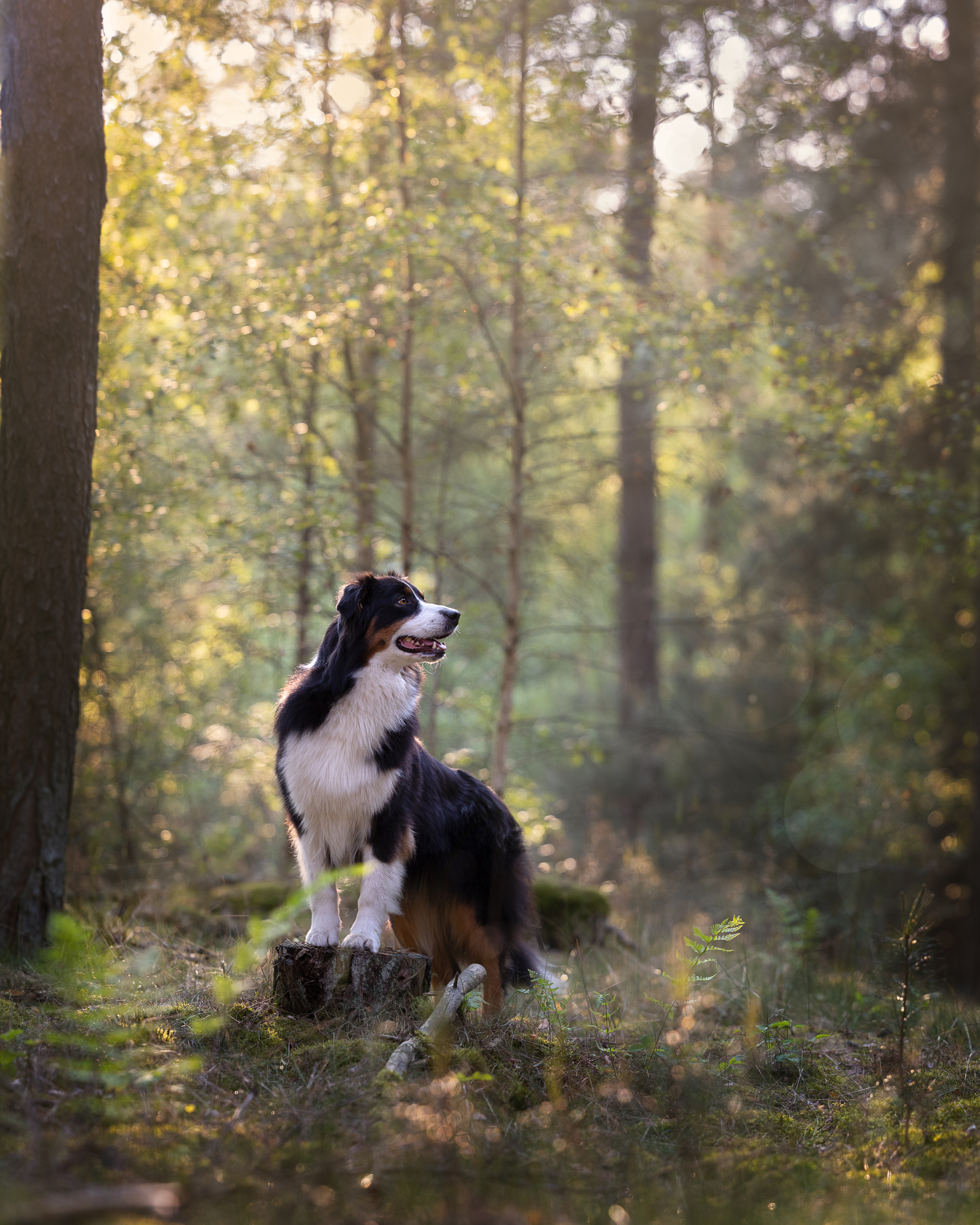 honden fotograaf venray, judith linders, motion fotografie, crossfit fotograaf, judith motion fotografie, pup, grassen, hond en familie shoot, labradoodle, boxer, actiefoto hond, labrador, crossfit dogs, herder, leonberder, pup fotografie, coursing, windhond, afghaan, afghaanse windhond, renbaan, puppy, afghaanse windhond, windhond, actiefotografie, hondenfotograaf, aussie
